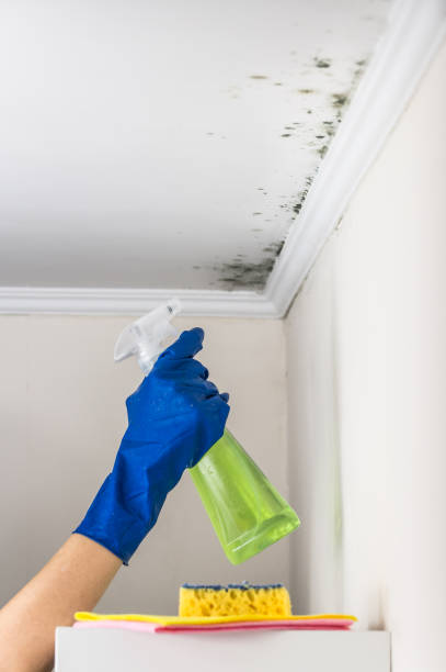 Best Residential Mold Remediation in Dover Plains, NY